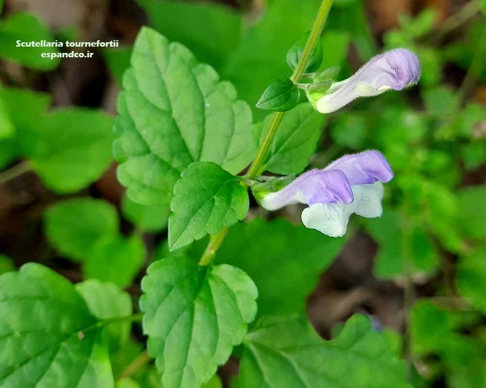 بشقابی جنگلی